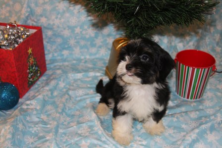 havanese-puppies